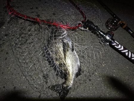 (2020/08/01 南港ヘチ釣り 真チヌ 44㎝、キビレチヌ 40cm,38.5㎝、ガシラ 釣果有り!)