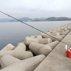 たつの市苅屋でキス釣り