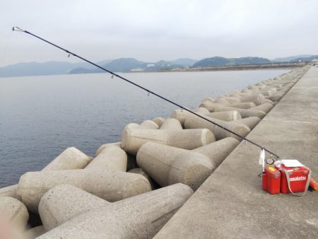 たつの市苅屋でキス釣り