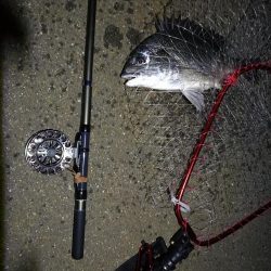 （2020/08/04 南港ヘチ釣り　 キビレチヌ 41cm,30㎝、ガシラ21㎝ 釣果有り）