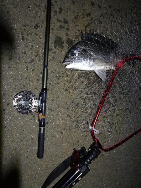 （2020/08/04 南港ヘチ釣り　 キビレチヌ 41cm,30㎝、ガシラ21㎝ 釣果有り）