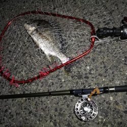 (2020/08/05 南港ヘチ釣り キビレチヌ 36.5cm,34㎝、真チヌ 釣果有り)