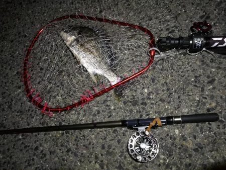 (2020/08/05 南港ヘチ釣り キビレチヌ 36.5cm,34㎝、真チヌ 釣果有り)