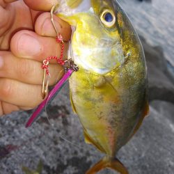 シイラはどこ？