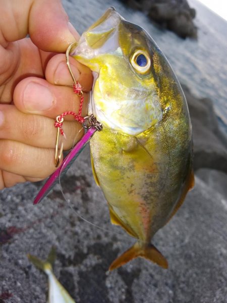 シイラはどこ？