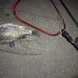 （2020/08/06 南港ヘチ釣り　 キビレチヌ 41cm、ガシラ 25㎝ 釣果有り）