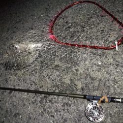 (2020/08/08 南港ヘチ釣り キビレチヌ 44cm,39cm 釣果有り)