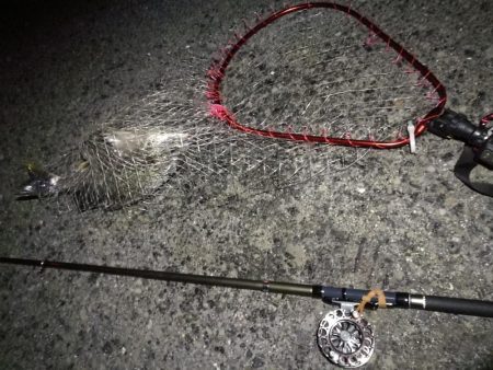 (2020/08/08 南港ヘチ釣り キビレチヌ 44cm,39cm 釣果有り)