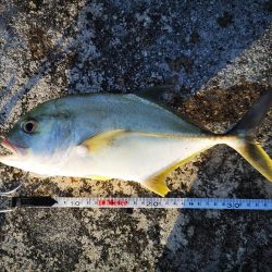 台風通過後の早朝　ギンガメアジ