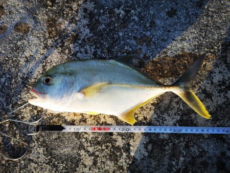 台風通過後の早朝　ギンガメアジ