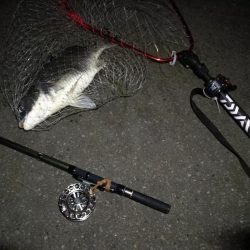 (2020/08/09 南港ヘチ釣り キビレチヌ 45cm,39.5cm ガシラ 21㎝ 釣果有り)