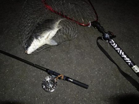 (2020/08/09 南港ヘチ釣り キビレチヌ 45cm,39.5cm ガシラ 21㎝ 釣果有り)