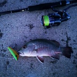 自作ペンシルでゴマフエダイ