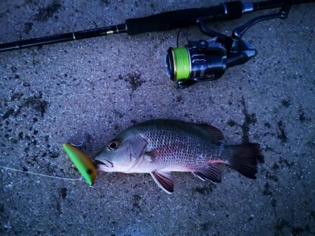 自作ペンシルでゴマフエダイ