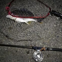 (2020/08/10 南港ヘチ釣り キビレチヌ 42.5cm,37cm ガシラ釣果有り)