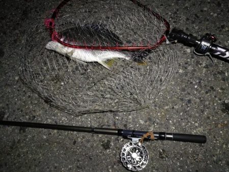 (2020/08/10 南港ヘチ釣り キビレチヌ 42.5cm,37cm ガシラ釣果有り)