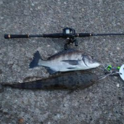 マゴチ祭り&シーバスおまけのクロダイ