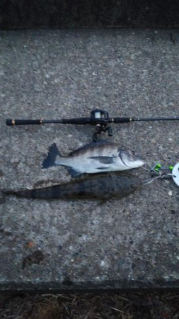 マゴチ祭り&シーバスおまけのクロダイ