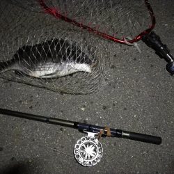 (2020/08/13 南港ヘチ釣り 真チヌ38.5㎝ キビレチヌ 40cm~小型 ガシラ釣果有り)