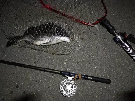 (2020/08/13 南港ヘチ釣り 真チヌ38.5㎝ キビレチヌ 40cm~小型 ガシラ釣果有り)