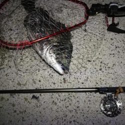 (2020/08/14 南港ヘチ釣り ギリ歳無し~真チヌ(50cm)キビレ:39㎝~ 釣果有り)