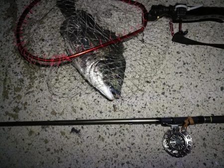 (2020/08/14 南港ヘチ釣り ギリ歳無し~真チヌ(50cm)キビレ:39㎝~ 釣果有り)