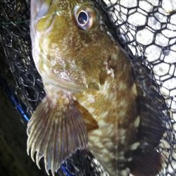 ロックフィッシュ高活性