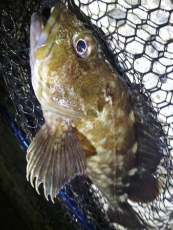 ロックフィッシュ高活性