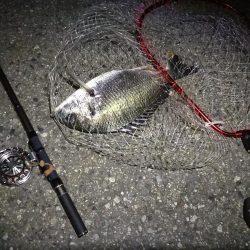 （2020/08/15 南港ヘチ釣り　 キビレチヌ 43cm,36cm～小型 ガシラ23㎝ 釣果有り）