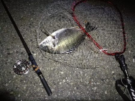 （2020/08/15 南港ヘチ釣り　 キビレチヌ 43cm,36cm～小型 ガシラ23㎝ 釣果有り）