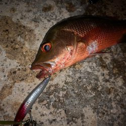 シンペンでゴマフエダイ