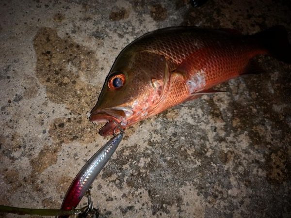 シンペンでゴマフエダイ