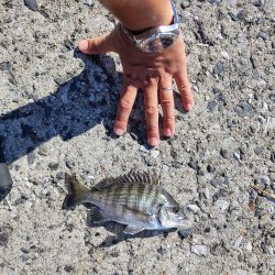 フカセでチヌ　投げ釣りでマゴチ