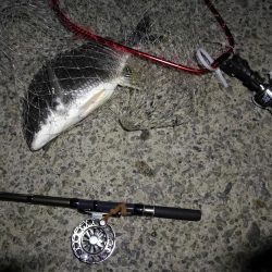 (2020/08/17 南港ヘチ釣り キビレチヌ 45.5cm,40cm~小型 釣果有り)