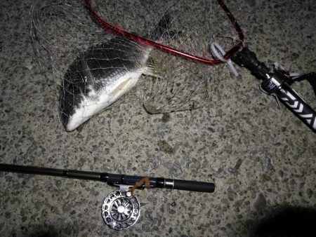 (2020/08/17 南港ヘチ釣り キビレチヌ 45.5cm,40cm~小型 釣果有り)