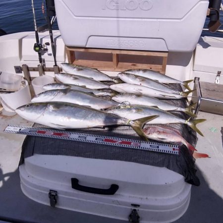 遊漁船SOUTH8/17釣果