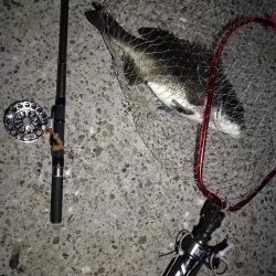 (2020/08/18 南港ヘチ釣り 真チヌ 47.5㎝、キビレチヌ 33㎝ 釣果有り)