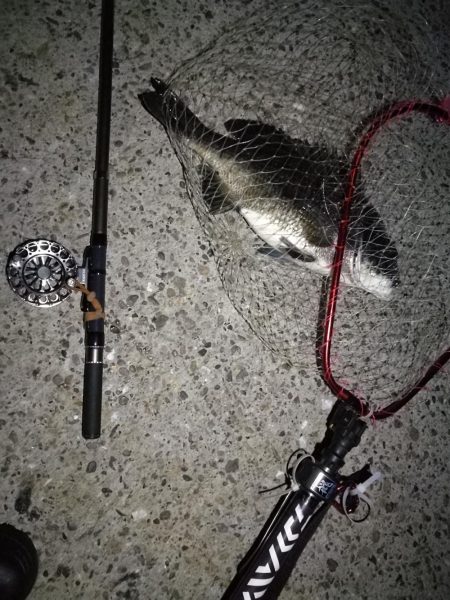 (2020/08/18 南港ヘチ釣り 真チヌ 47.5㎝、キビレチヌ 33㎝ 釣果有り)