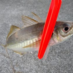 ええ型のアジ〜♪