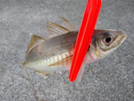 ええ型のアジ〜♪