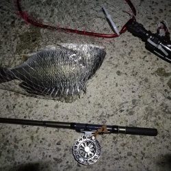 (2020/08/20 南港ヘチ釣り キビレチヌ 43.5㎝,36㎝ 真チヌ 釣果有り)