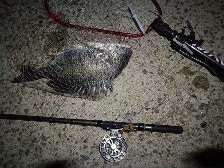 (2020/08/20 南港ヘチ釣り キビレチヌ 43.5㎝,36㎝ 真チヌ 釣果有り)