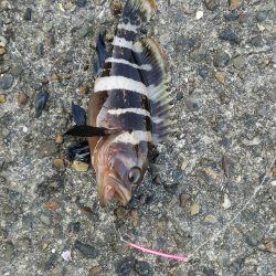 不発のキス釣り