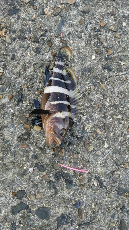 不発のキス釣り