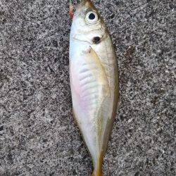アジ釣れた♪