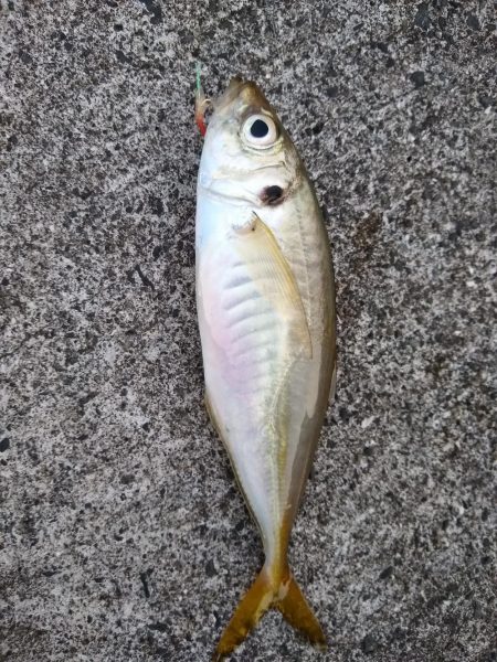 アジ釣れた♪