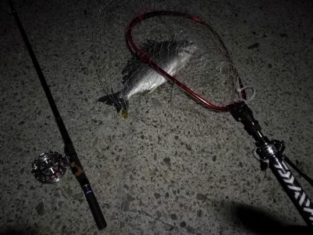 (2020/08/22 南港ヘチ釣り キビレチヌ 43cm,42cm~ ガシラ 釣果有り)