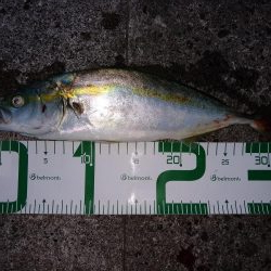 アジ狙いだったけど…