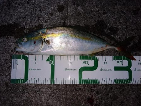 アジ狙いだったけど…