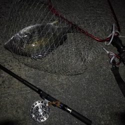 (2020/08/23 南港ヘチ釣り キビレチヌ 44cm,36cm,33㎝~ 真チヌ 32㎝ 釣果有り)